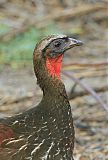 Chestnut-bellied Guanborder=